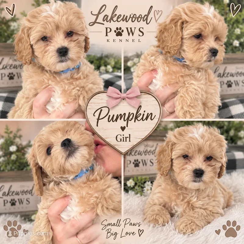 Pumpkin – Shih Tzu, Poodle - Miniature  puppy for sale in Conroe, TX
