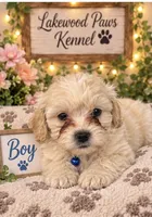 Romeo, a male Shih Tzu and Poodle - Miniature  for sale in Conroe, TX – 2 of 3