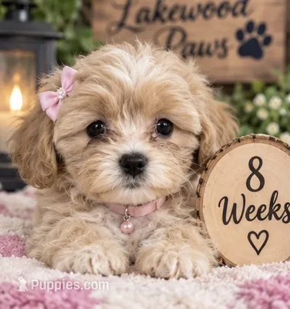 Cinnamon  – Shih Tzu, Poodle - Miniature  puppy for sale in Conroe, TX