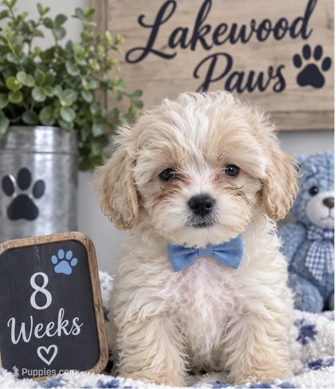 Romeo – Shih Tzu, Poodle - Miniature  puppy for sale in Conroe, TX