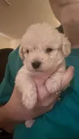Cash, a male Maltipoo and Poodle - Miniature  for sale in Conroe, TX – 1 of 3
