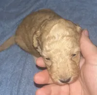 Bingo, a male Maltipoo and Poodle - Miniature  for sale in Conroe, TX – 5 of 7