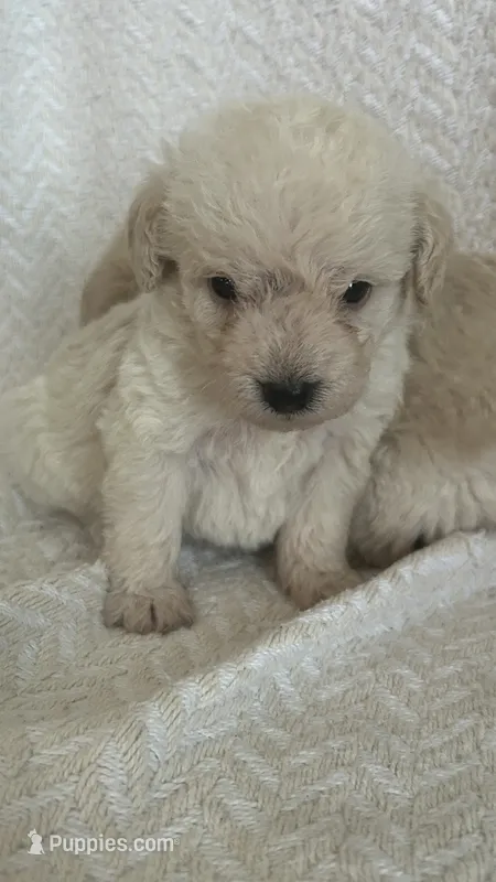 Gus – Maltipoo, Poodle - Miniature  puppy for sale in Conroe, TX