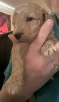Bingo, a male Maltipoo and Poodle - Miniature  for sale in Conroe, TX – 3 of 7