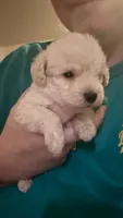 Cash, a male Maltipoo and Poodle - Miniature  for sale in Conroe, TX – 3 of 3