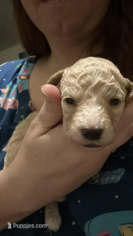 Peaches – Maltipoo, Poodle - Miniature  puppy for sale in Conroe, TX