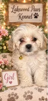 Buttercup, a female Shih Tzu and Poodle - Miniature  for sale in Conroe, TX – 2 of 3