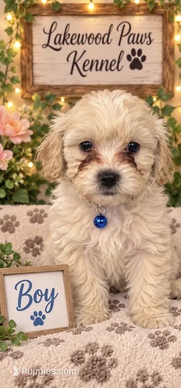 Romeo – Shih Tzu, Poodle - Miniature  puppy for sale in Conroe, TX