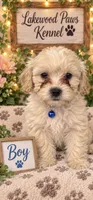 Romeo, a male Shih Tzu and Poodle - Miniature  for sale in Conroe, TX – 1 of 3