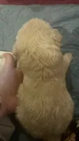 Gus, a male Maltipoo and Poodle - Miniature  for sale in Conroe, TX – 4 of 4