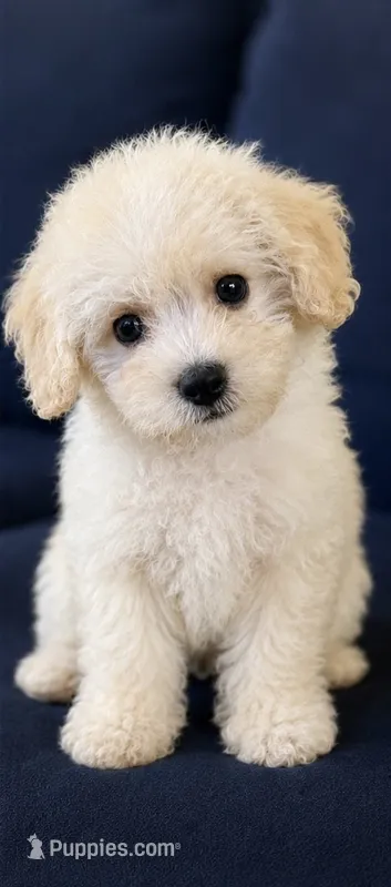 Gus – Maltipoo, Poodle - Miniature  puppy for sale in Conroe, TX