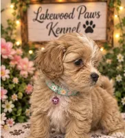 Cookie, a female Shih Tzu and Poodle - Miniature  for sale in Conroe, TX – 2 of 3
