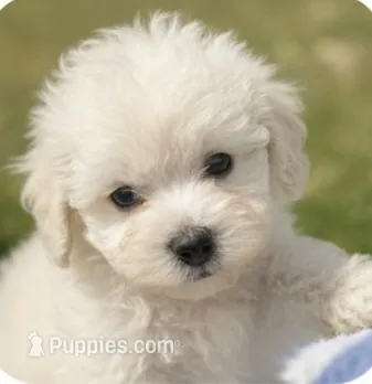 Gus – Maltipoo, Poodle - Miniature  puppy for sale in Conroe, TX