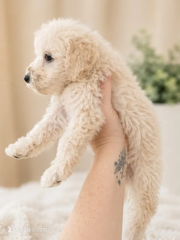 Cash – Maltipoo, Poodle - Miniature  puppy for sale in Conroe, TX