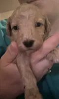 Bingo, a male Maltipoo and Poodle - Miniature  for sale in Conroe, TX – 2 of 7