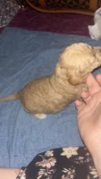 Bingo, a male Maltipoo and Poodle - Miniature  for sale in Conroe, TX – 7 of 7