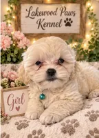 Latte, a female Shih Tzu and Poodle - Miniature  for sale in Conroe, TX – 3 of 3