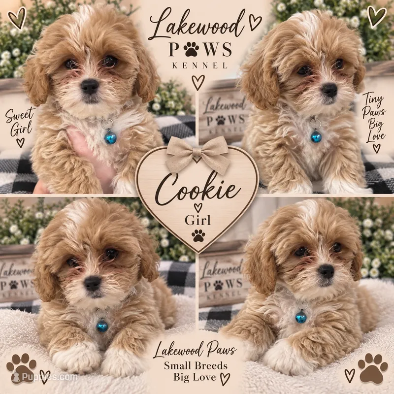 Cookie – Shih Tzu, Poodle - Miniature  puppy for sale in Conroe, TX