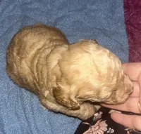 Bingo, a male Maltipoo and Poodle - Miniature  for sale in Conroe, TX – 4 of 7