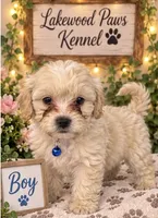 Romeo, a male Shih Tzu and Poodle - Miniature  for sale in Conroe, TX – 3 of 3