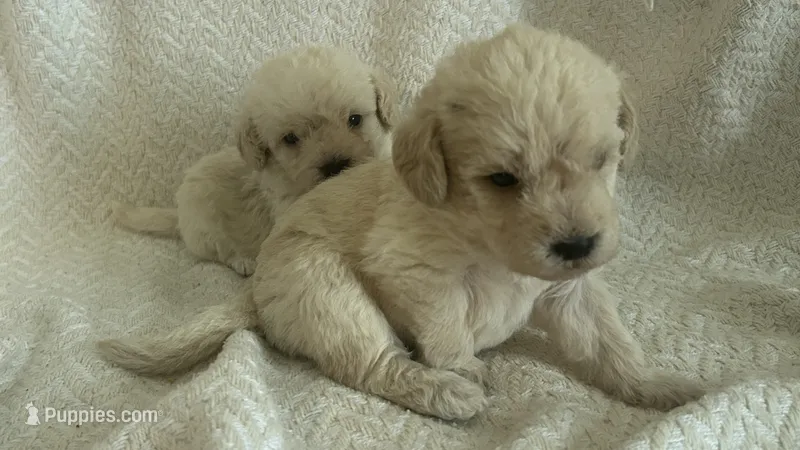 Cash – Maltipoo, Poodle - Miniature  puppy for sale in Conroe, TX