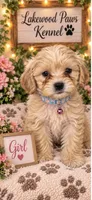 Pumpkin, a female Shih Tzu and Poodle - Miniature  for sale in Conroe, TX – 1 of 3