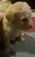 Peaches, a female Maltipoo and Poodle - Miniature  for sale in Conroe, TX – 2 of 3