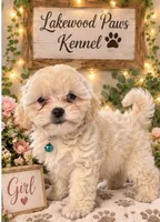 Latte, a female Shih Tzu and Poodle - Miniature  for sale in Conroe, TX – 2 of 3