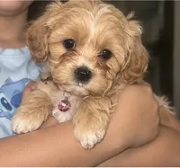 Cinnamon , a female Shih Tzu and Poodle - Miniature  for sale in Conroe, TX – 3 of 4