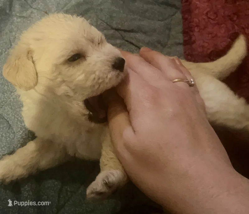 Gus – Maltipoo, Poodle - Miniature  puppy for sale in Conroe, TX