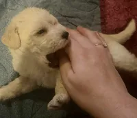 Gus, a male Maltipoo and Poodle - Miniature  for sale in Conroe, TX – 1 of 4