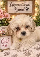 Buttercup, a female Shih Tzu and Poodle - Miniature  for sale in Conroe, TX – 3 of 3