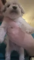 Cash, a male Maltipoo and Poodle - Miniature  for sale in Conroe, TX – 2 of 3