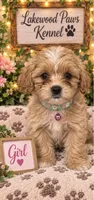 Cookie, a female Shih Tzu and Poodle - Miniature  for sale in Conroe, TX – 3 of 3