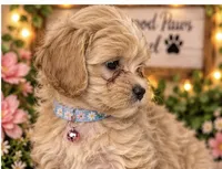 Pumpkin, a female Shih Tzu and Poodle - Miniature  for sale in Conroe, TX – 2 of 3