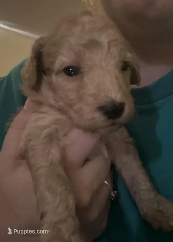 Bingo – Maltipoo, Poodle - Miniature  puppy for sale in Conroe, TX