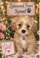 Cinnamon , a female Shih Tzu and Poodle - Miniature  for sale in Conroe, TX – 2 of 4