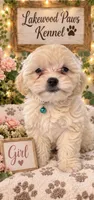 Latte, a female Shih Tzu and Poodle - Miniature  for sale in Conroe, TX – 1 of 3