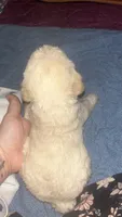 Gus, a male Maltipoo and Poodle - Miniature  for sale in Conroe, TX – 2 of 4