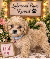 Pumpkin, a female Shih Tzu and Poodle - Miniature  for sale in Conroe, TX – 3 of 3