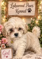 Buttercup, a female Shih Tzu and Poodle - Miniature  for sale in Conroe, TX – 1 of 3