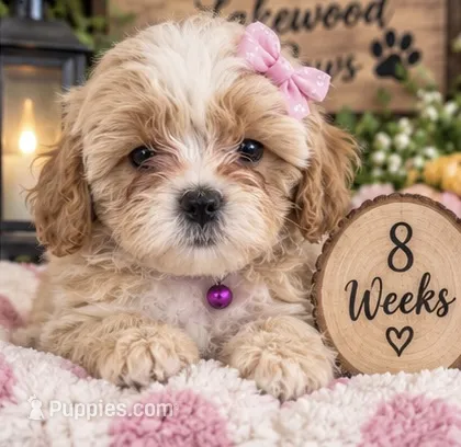 Chai – Shih Tzu, Poodle - Miniature  puppy for sale in Conroe, TX
