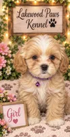 Chai, a female Shih Tzu and Poodle - Miniature  for sale in Conroe, TX – 1 of 3