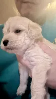 Gus, a male Maltipoo and Poodle - Miniature  for sale in Conroe, TX – 3 of 4