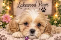 Chai, a female Shih Tzu and Poodle - Miniature  for sale in Conroe, TX – 3 of 3