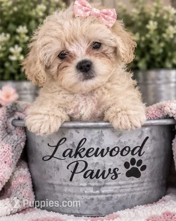 Buttercup – Shih Tzu, Poodle - Miniature  puppy for sale in Conroe, TX