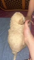 Peaches, a female Maltipoo and Poodle - Miniature  for sale in Conroe, TX – 3 of 3