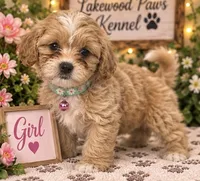 Cookie, a female Shih Tzu and Poodle - Miniature  for sale in Conroe, TX – 1 of 3