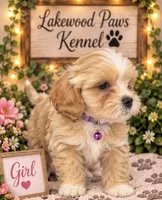 Chai, a female Shih Tzu and Poodle - Miniature  for sale in Conroe, TX – 2 of 3