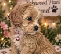 Cinnamon , a female Shih Tzu and Poodle - Miniature  for sale in Conroe, TX – 4 of 4